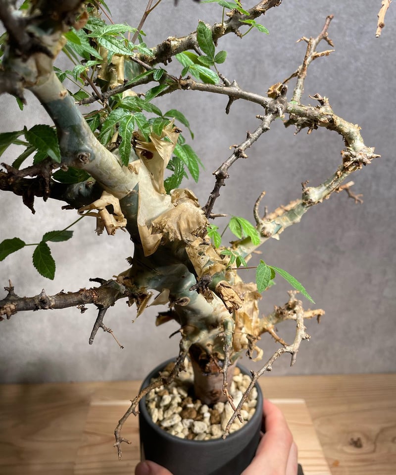 コミフォラエミニー 発根済 (商品番号en-2valiem) | RISE-CAUDEX O