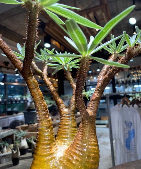 パキポディウム グラキリス　Pachypodium gracilius 　発根済　(gk-516）