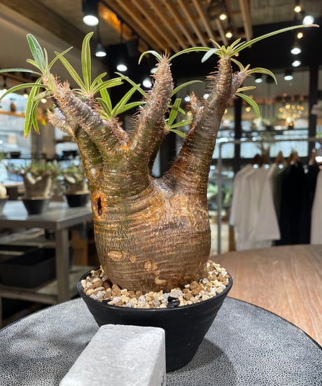 パキポディウム グラキリス　Pachypodium gracilius 　発根済　(gk-566)