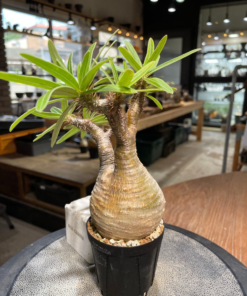 パキポディウム グラキリス Pachypodium gracilius 発根済 (gk-48