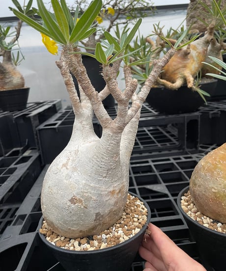 パキポディウム グラキリス　Pachypodium gracilius 　発根済　(gk-374)