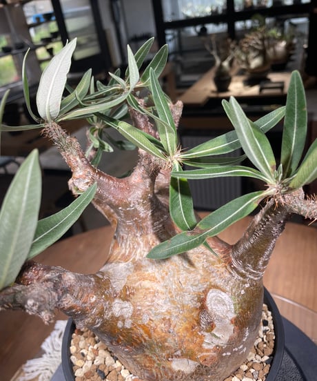 パキポディウム グラキリス　Pachypodium gracilius 　発根済　(gk-307)