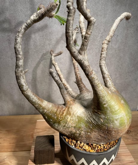 パキポディウム グラキリス　Pachypodium gracilius 　発根済　(商品番号gk-56valiem)  VALIEM 　BOWL　sizeL　(VALIEMタグ付き)