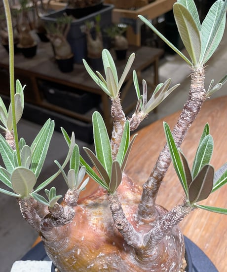 パキポディウム グラキリス　Pachypodium gracilius 　発根済　(gk-456）