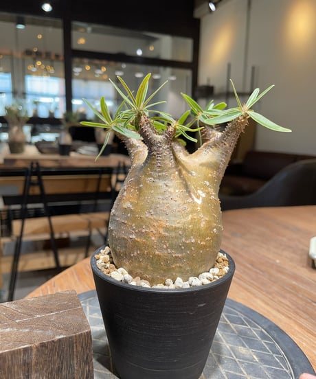 パキポディウム グラキリス　Pachypodium gracilius 　発根済　(gk-402)