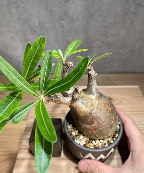 パキポディウム グラキリス　Pachypodium gracilius 　発根済　(商品番号gk-80valiem)  VALIEM 　(VALIEMタグ付き)