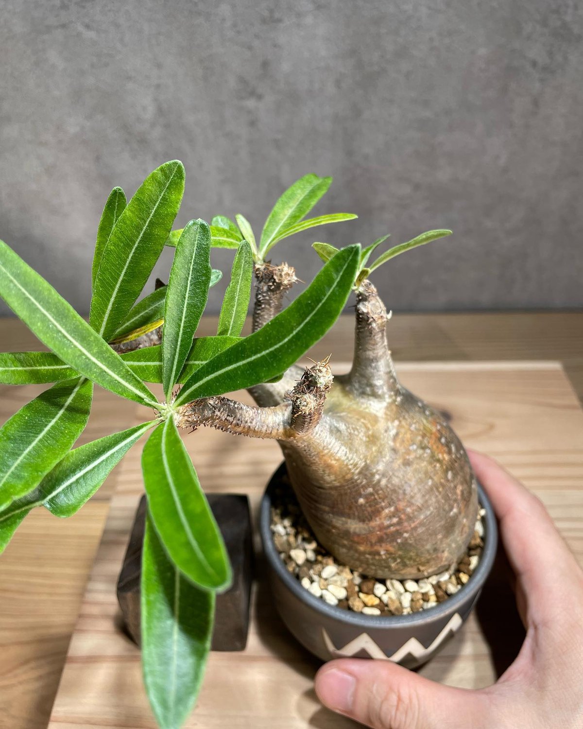 パキポディウム グラキリス Pachypodium gracilius 発根済 (商品