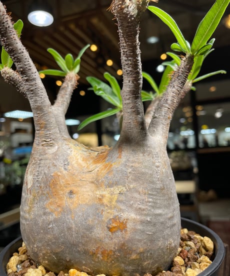 パキポディウム グラキリス　Pachypodium gracilius 　発根済　(gk-261)