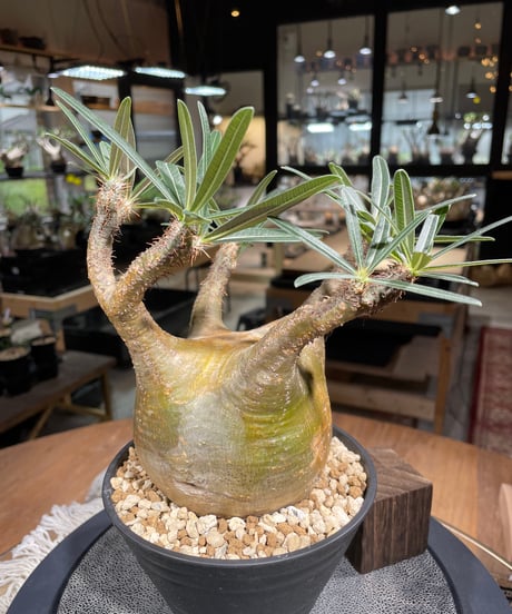 パキポディム グラキリス　Pachypodium gracilius 　発根済　(gk-207)
