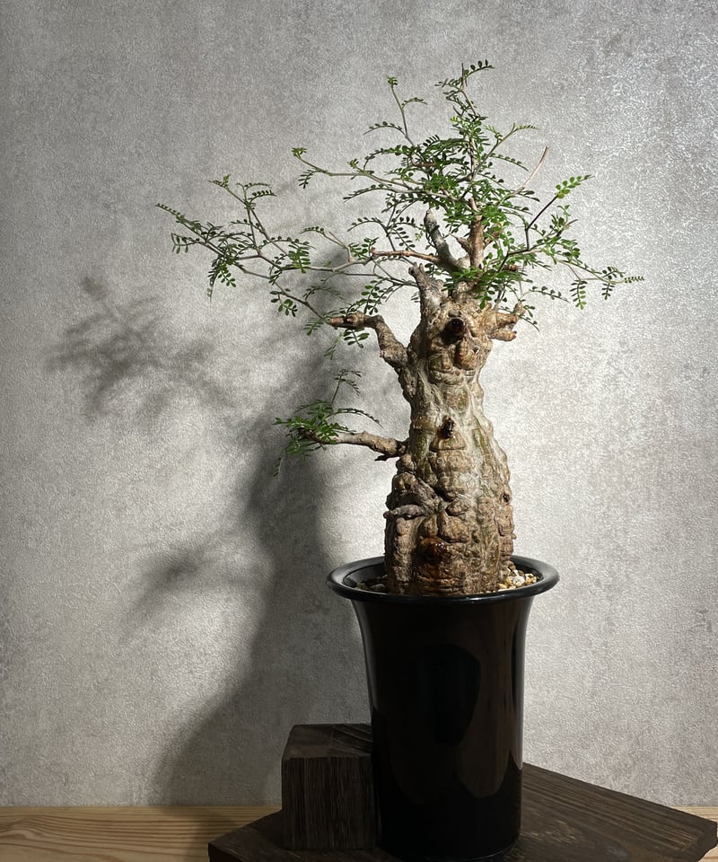 オペルクリカリア パキプス／Operculicarya pachypus 発根済 (塊根幅7c