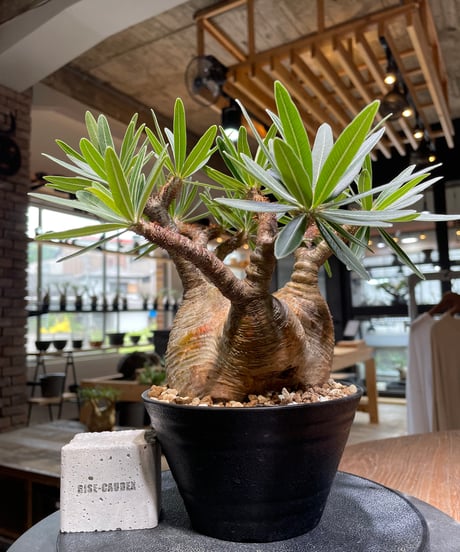 パキポディウム グラキリス　Pachypodium gracilius 　発根済　(gk-476)