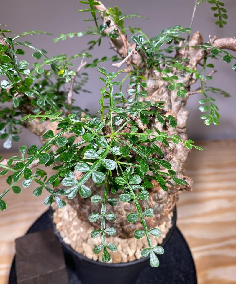 オペルクリカリア パキプス／Operculicarya pachypus 発根済 (商品番号P