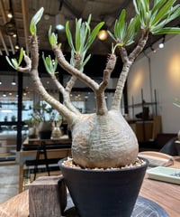 パキポディウム グラキリス 多頭 Pachypodium gracilius 発根済