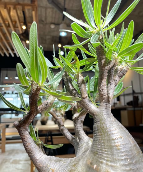パキポディウム グラキリス　Pachypodium gracilius 　発根済　(gk-367)