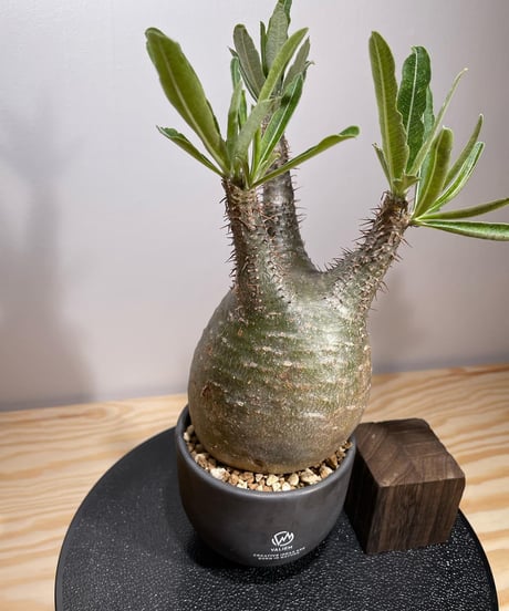 パキポディウム グラキリス　Pachypodium gracilius 　発根済　(商品番号gk-126valiem)VALIEM  (VALIEMタグ付き)