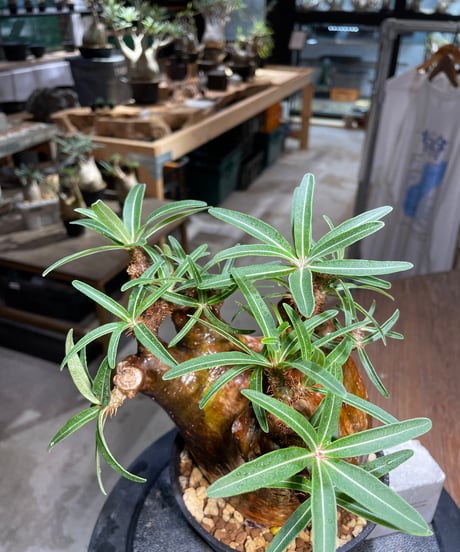 パキポディウム グラキリス　Pachypodium gracilius 　発根済　(gk-515）