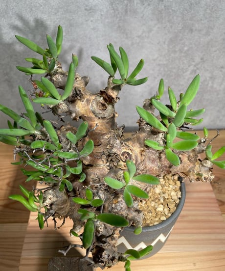 チレコドン レティキュラータス　Tylecodon reticulatus　万物想 　発根済　(商品番号cr-12valiem)VALIEM 　BLOCK　sizeM　(VALIEM巾着、タグ付き)