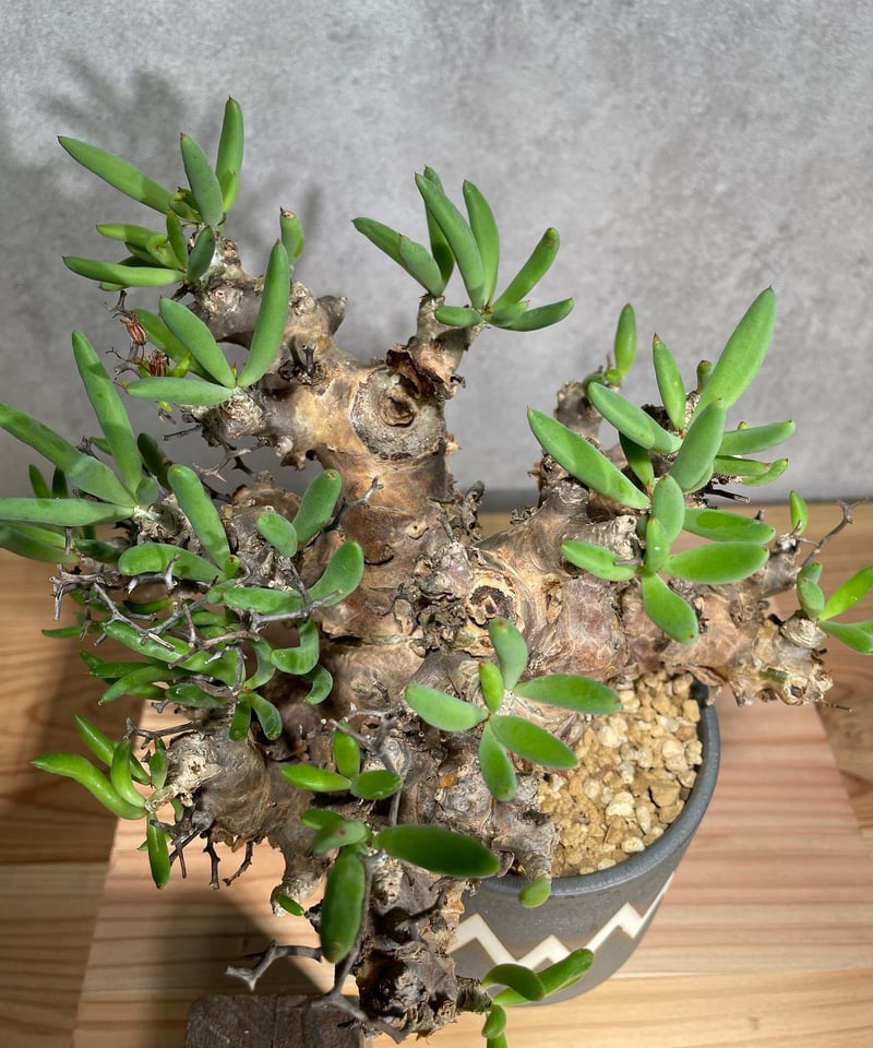 チレコドン レティキュラータス Tylecodon reticulatus 万物想 発根済