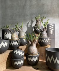 G*V様 【特選株】オペルクリカリア・パキプス56 オペルクリカリア パキプス 実生5年株 発根済 (商品番号PP-76valiem