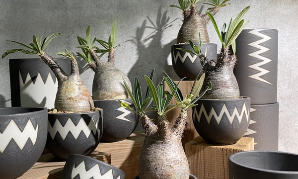 RISE-CAUDEX ONLINE STORE RISE-CAUDEX ONLINE STORE
