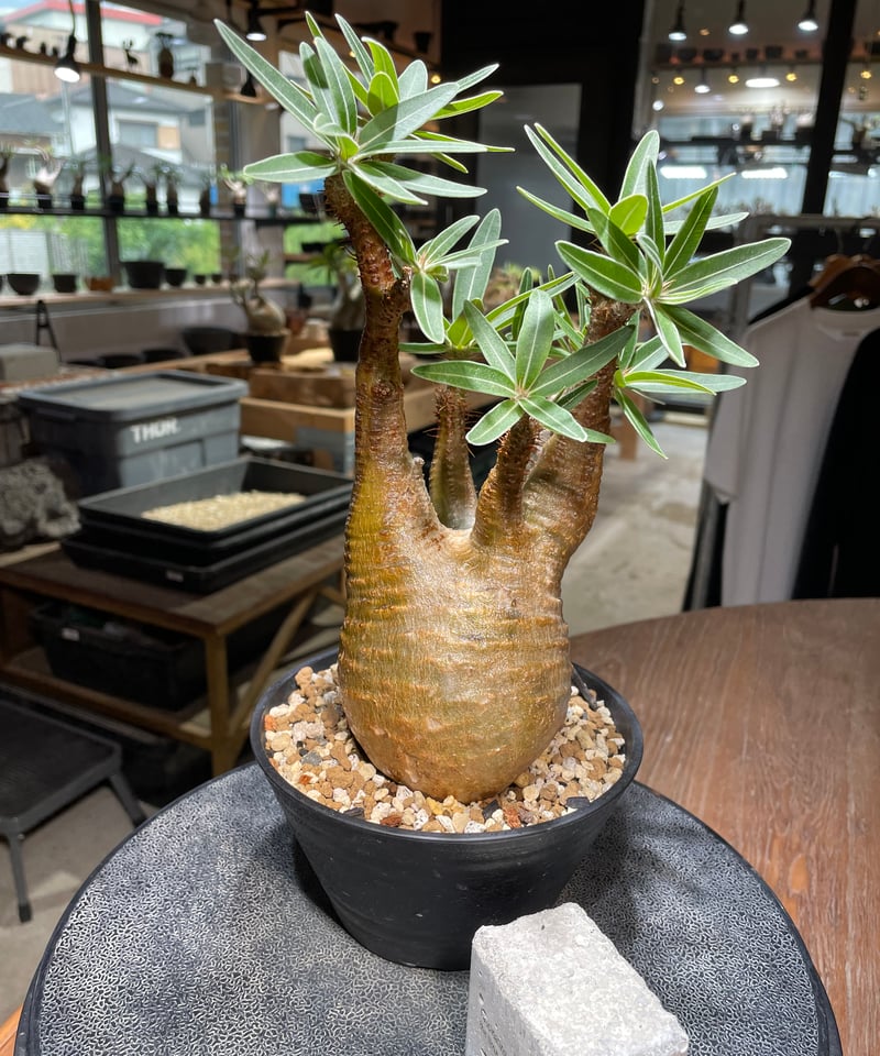 パキポディウム グラキリス Pachypodium gracilius 発根済 (gk-43