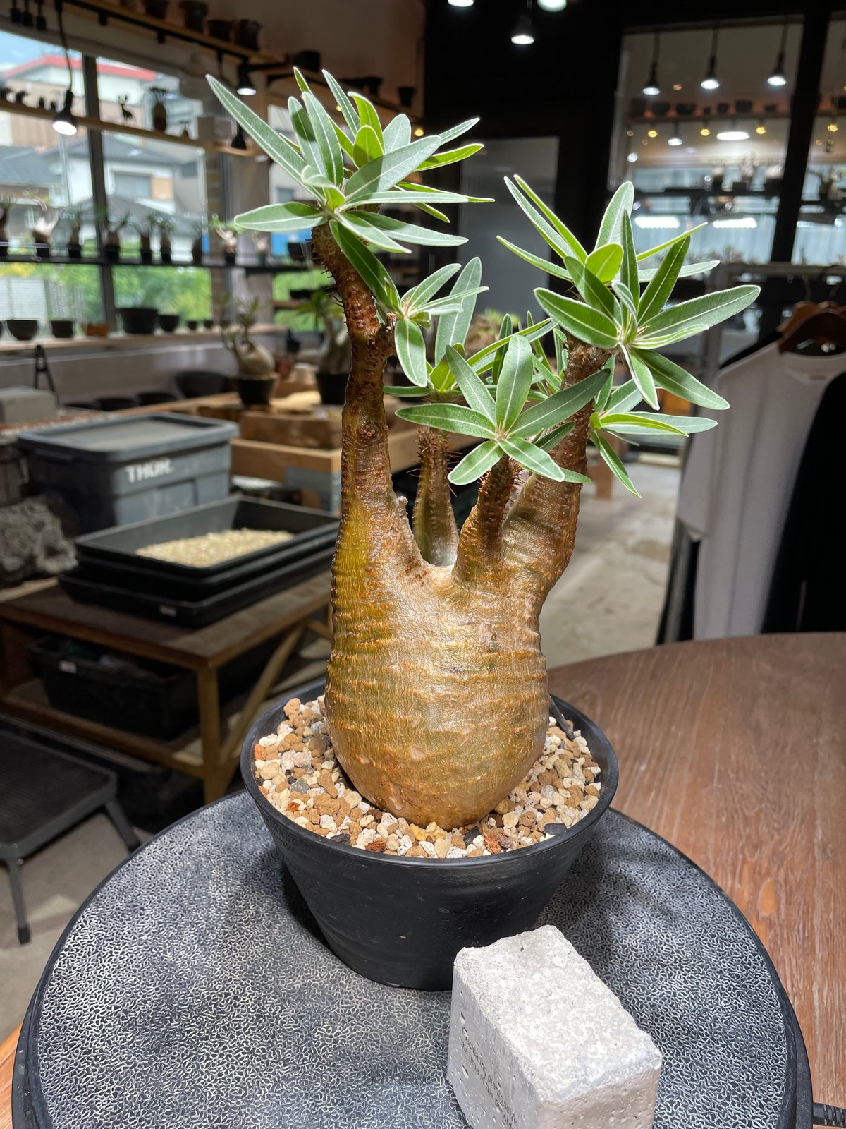 パキポディウム グラキリス Pachypodium gracilius 発根済 (gk-43