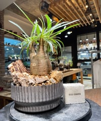 パキポディウム グラキリス Pachypodium gracilius 発根済 (gk-42