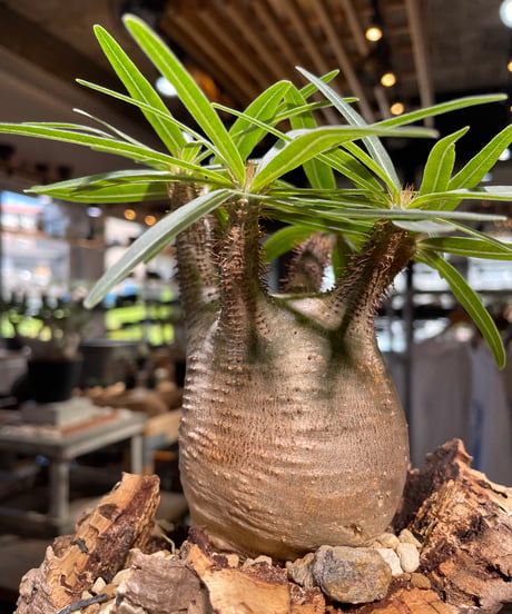 パキポディウム グラキリス　Pachypodium gracilius 　発根済　(gk-499）