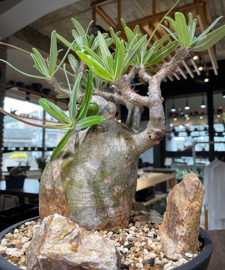 パキポディウム グラキリス　Pachypodium gracilius 　発根済　(gk-549)
