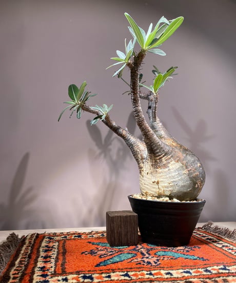 パキポディウム グラキリス　Pachypodium gracilius 　発根済　(商品番号gk-113)