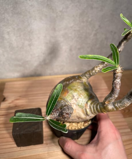 パキポディウム グラキリス　Pachypodium gracilius 　発根済　(商品番号gk-41)