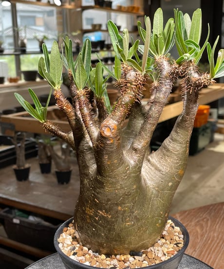 パキポディウム グラキリス　Pachypodium gracilius 　発根済　(gk-543)