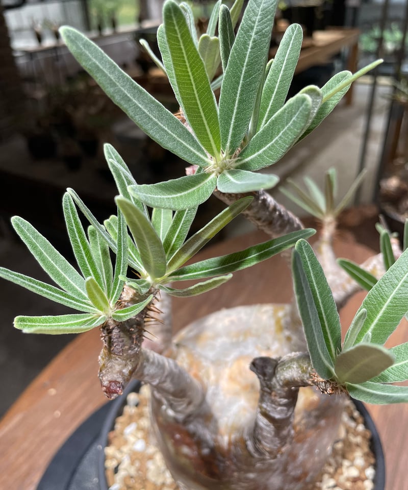 パキポディウム グラキリス Pachypodium gracilius 発根済 (gk-46