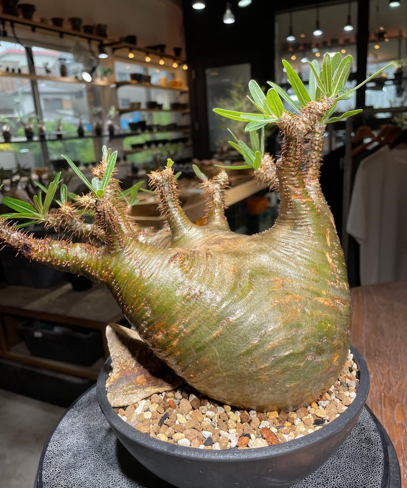 パキポディウムグラキリス　発根済　neighborhood SRL 園芸ネット本店｜パキポディウム：グラキリス（発根済み株）4号 22-02