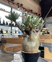 パキポディウム グラキリス 2頭 Pachypodium gracilius 発根済 (商品