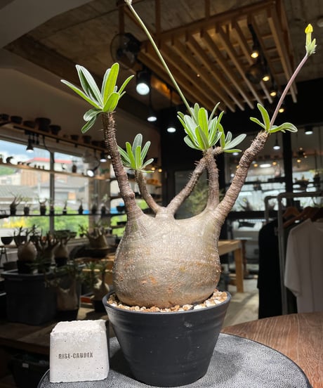 パキポディウム グラキリス　Pachypodium gracilius 　発根済　(gk-530)