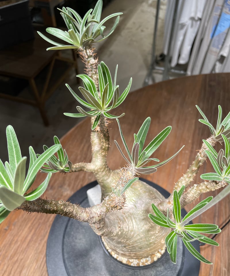 パキポディウム グラキリス Pachypodium gracilius 発根済 (gk-43