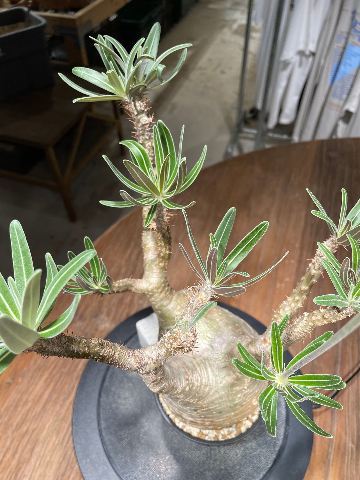 パキポディウム グラキリス Pachypodium gracilius 発根済 (gk-43