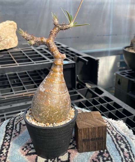 パキポディウム グラキリス　Pachypodium gracilius 　発根済　(gk-419)