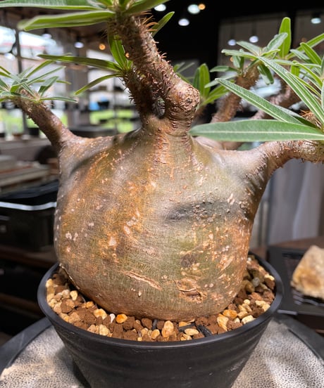 パキポディウム グラキリス　Pachypodium gracilius 　発根済　(gk-494）