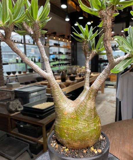 パキポディウム グラキリス　Pachypodium gracilius 　発根済　(gk-318)