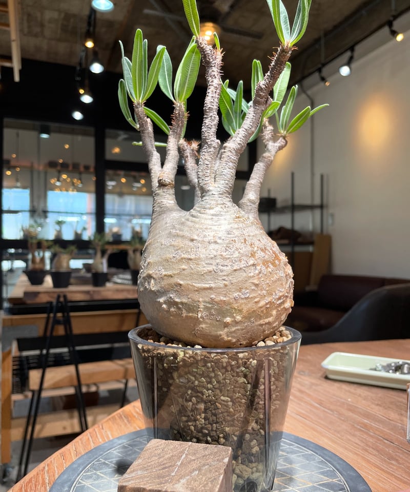 パキポディウム グラキリス Pachypodium gracilius 発根済 (gk-40