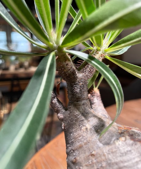 パキポディウム グラキリス　Pachypodium gracilius 　発根済　(gk-385)