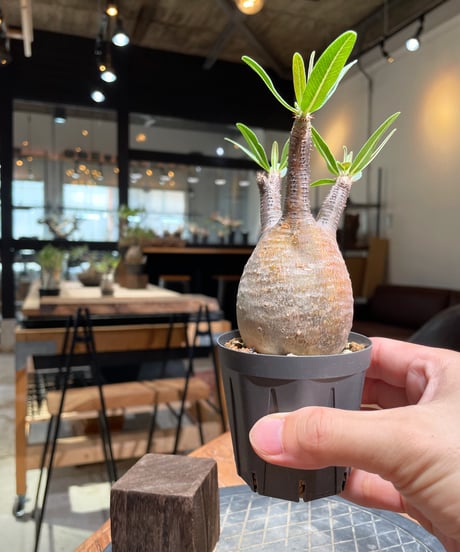 パキポディウム グラキリス　Pachypodium gracilius 　発根済　(gk-377)