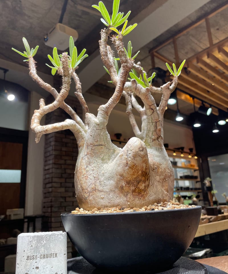パキポディウム グラキリス Pachypodium gracilius 発根済 (gk-47