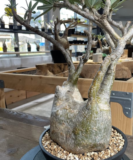 パキポディウム グラキリス　Pachypodium gracilius 　発根済　(gk-428)