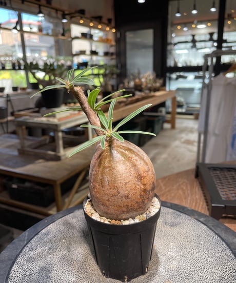 パキポディウム グラキリス　Pachypodium gracilius 　発根済　(gk-501）