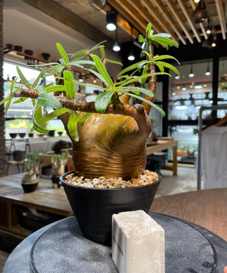 パキポディウム グラキリス　Pachypodium gracilius 　発根済　(gk-484)