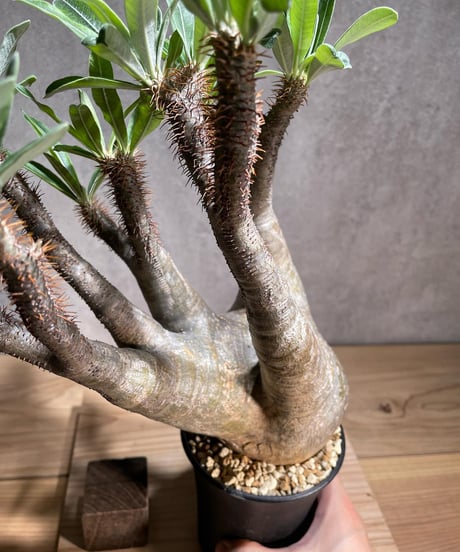 パキポディウム グラキリス　Pachypodium gracilius 　発根済　(商品番号gk-77)