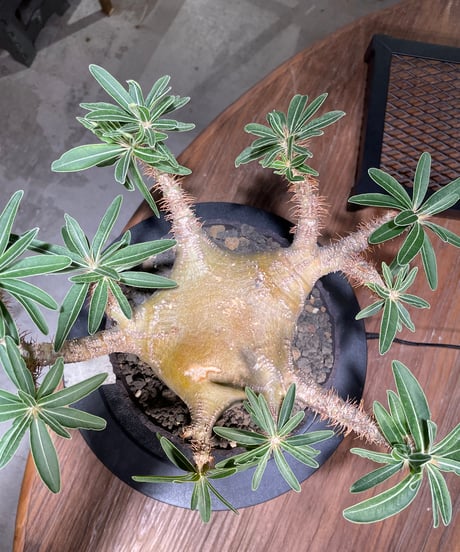 パキポディウム グラキリス　Pachypodium gracilius 　発根済　(gk-509kuniaki matsui）